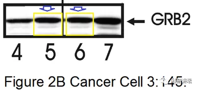 托马斯杰弗逊大学 Bruno Calabretta 教授被曝十余篇论文造假