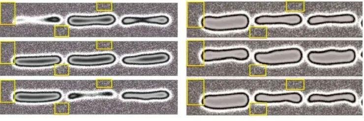 Elisabeth Bik 揭露 400 篇论文思路雷同 多家三甲医院在列 Elisabeth Bik 揭露 400 篇论文思路雷同 多家三甲医院在列