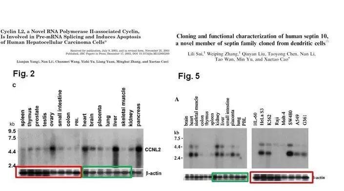 南开校长曹雪涛团队论文被调查可信性 此前被举报实验图片有 PS 痕迹