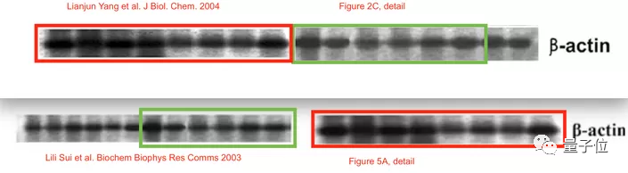 南开校长曹雪涛团队论文被调查可信性 此前被举报实验图片有 PS 痕迹