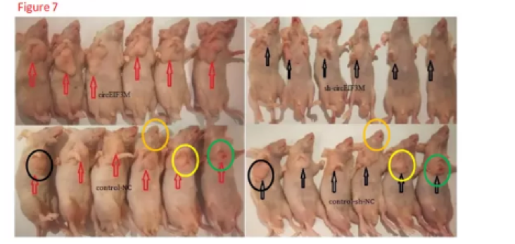 Aging 已被篇学术打假人 ” 重点关注 ” 多篇中国学者论文被指存在问题