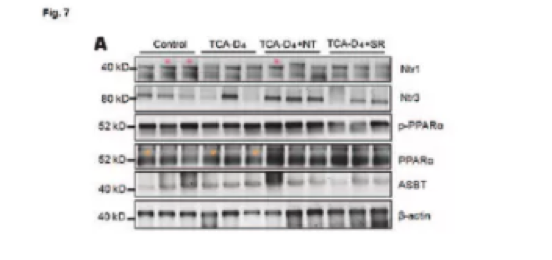 上海交通大学医学院蔡威教授团队因无法提供原始数据被撤稿 上海交通大学医学院蔡威教授团队因无法提供原始数据被撤稿
