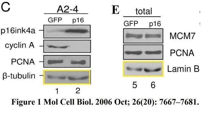 Molecular and Cellular Biology 撤稿 14 年前明目张胆的造假 通讯作者回应