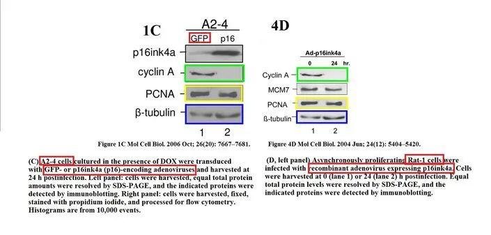 Molecular and Cellular Biology 撤稿 14 年前明目张胆的造假 通讯作者回应