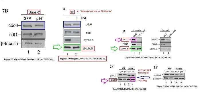 Molecular and Cellular Biology 撤稿 14 年前明目张胆的造假 通讯作者回应