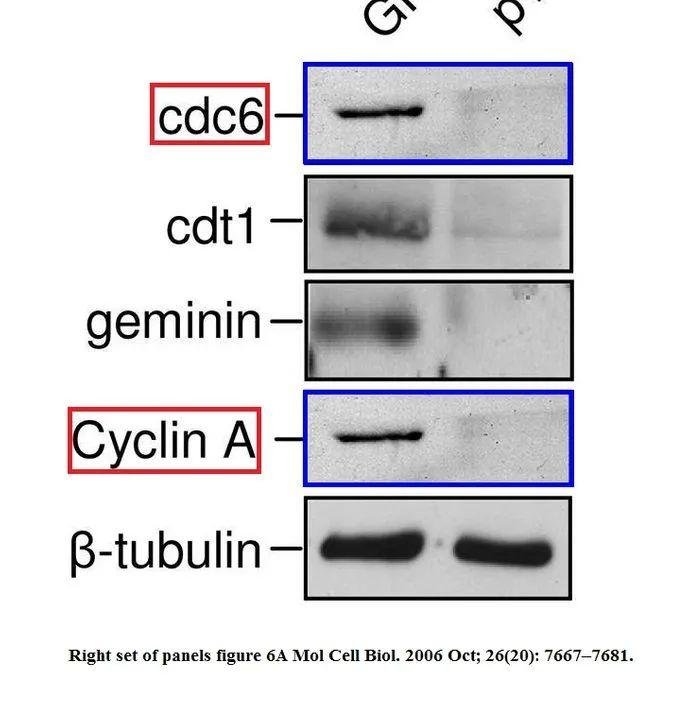 Molecular and Cellular Biology 撤稿 14 年前明目张胆的造假 通讯作者回应