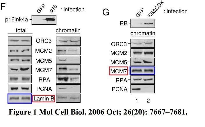 Molecular and Cellular Biology 撤稿 14 年前明目张胆的造假 通讯作者回应
