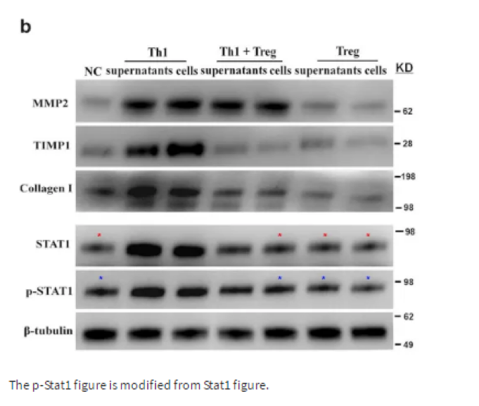 上海交通大学医学院蔡威教授团队因无法提供原始数据被撤稿 上海交通大学医学院蔡威教授团队因无法提供原始数据被撤稿