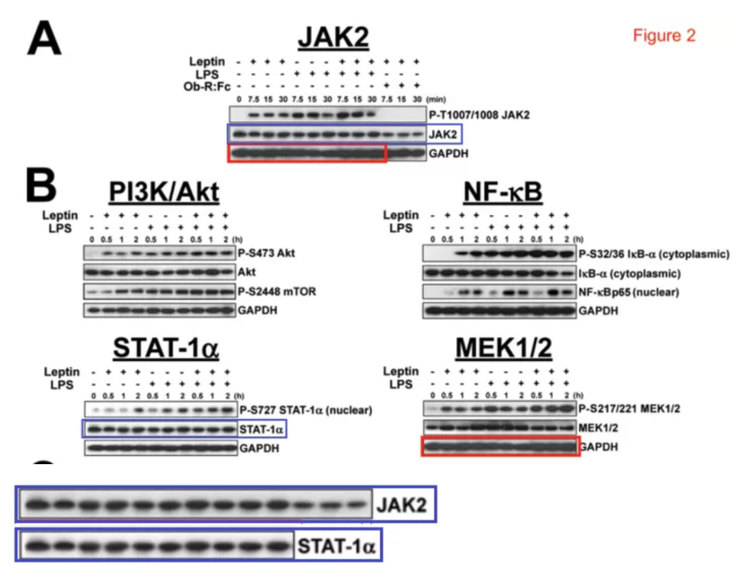 老牌杂志 JBC 撤回曹雪涛等人 13 年前论文 作者表示实验结果可重复