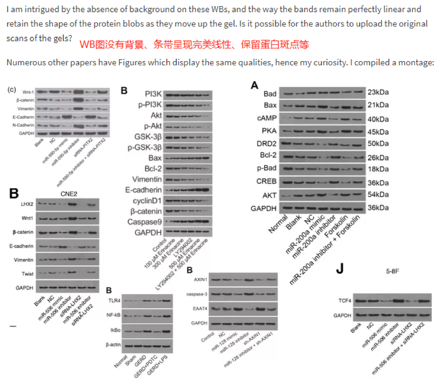 论文撤稿原因 同一批实验大鼠能被反复杀死再复活? 论文撤稿原因 同一批实验大鼠能被反复杀死再复活?