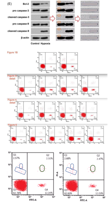被“论文工厂”拖垮的老牌期刊 Journal of cellular biochemistry