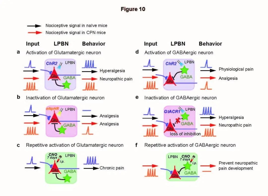 浙江大学一月内连续发表 5 篇神经科学领域高水平的论文（Neuron\NC\Cell Reports）