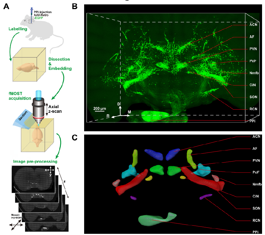 浙江大学一月内连续发表 5 篇神经科学领域高水平的论文（Neuron\NC\Cell Reports）