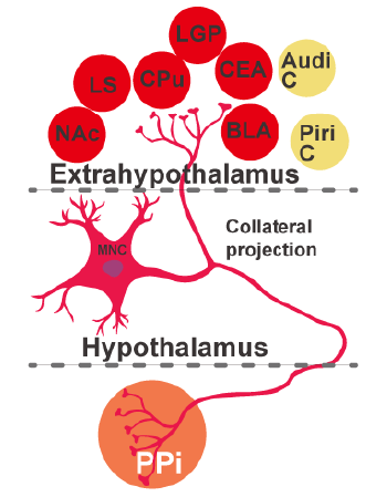 浙江大学一月内连续发表 5 篇神经科学领域高水平的论文（Neuron\NC\Cell Reports）