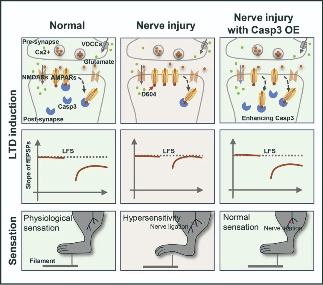 浙江大学一月内连续发表 5 篇神经科学领域高水平的论文（Neuron\NC\Cell Reports）