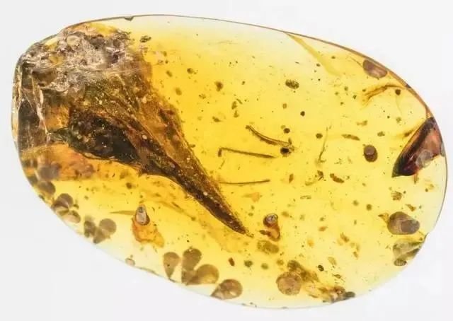 年终盘点 2020 年十大学术不端 / 撤稿事件 年终盘点 2020 年十大学术不端 / 撤稿事件