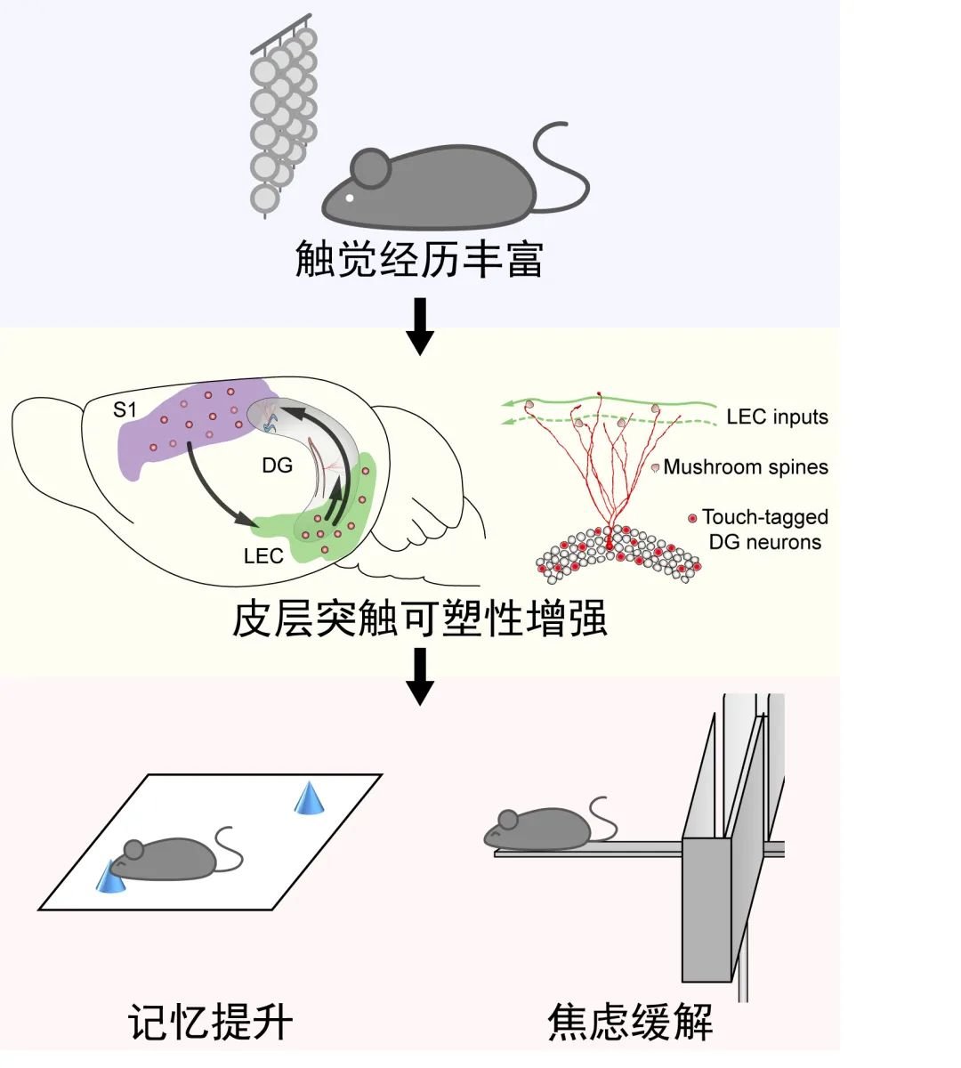 浙江大学一月内连续发表 5 篇神经科学领域高水平的论文（Neuron\NC\Cell Reports）