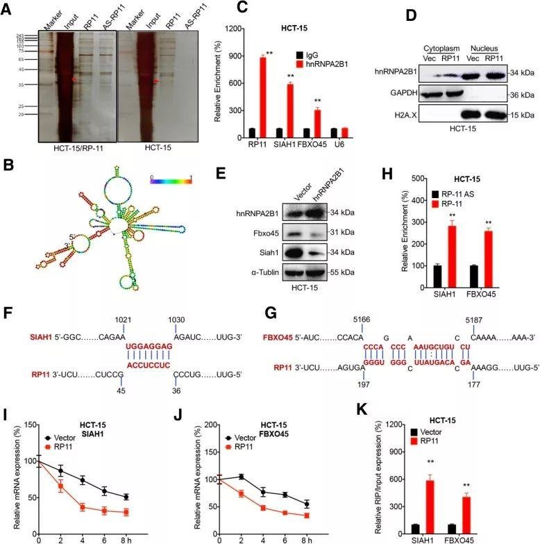 2019 年国自然两个热点研究方向（m6A、lncRNA）