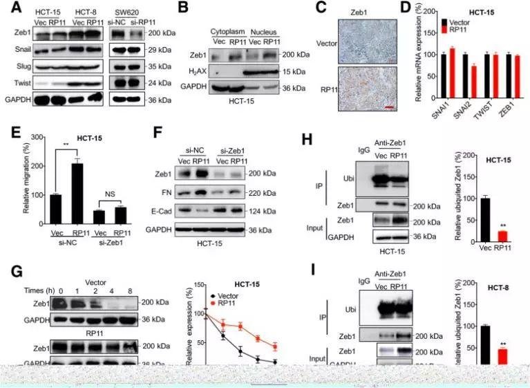 2019 年国自然两个热点研究方向（m6A、lncRNA）