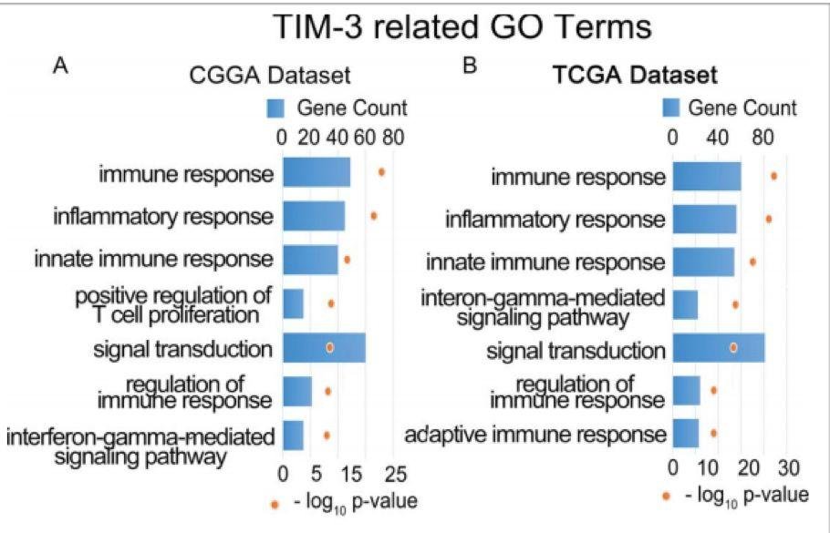 5.3 分的生信文章解读——一篇有关神经胶质瘤与 TIM- 3 基因的纯生信文章