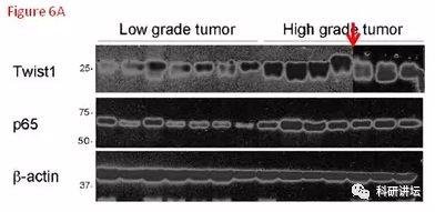 肿瘤学领域科学家杨慕华 5 篇论文被举报造假