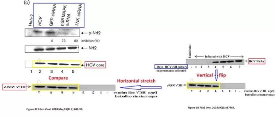 造假牛人 Gulam Waris1 年内才被撤稿 5 篇 SCI！又有 6 篇文章被质疑