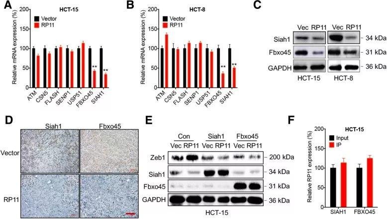 2019 年国自然两个热点研究方向（m6A、lncRNA）