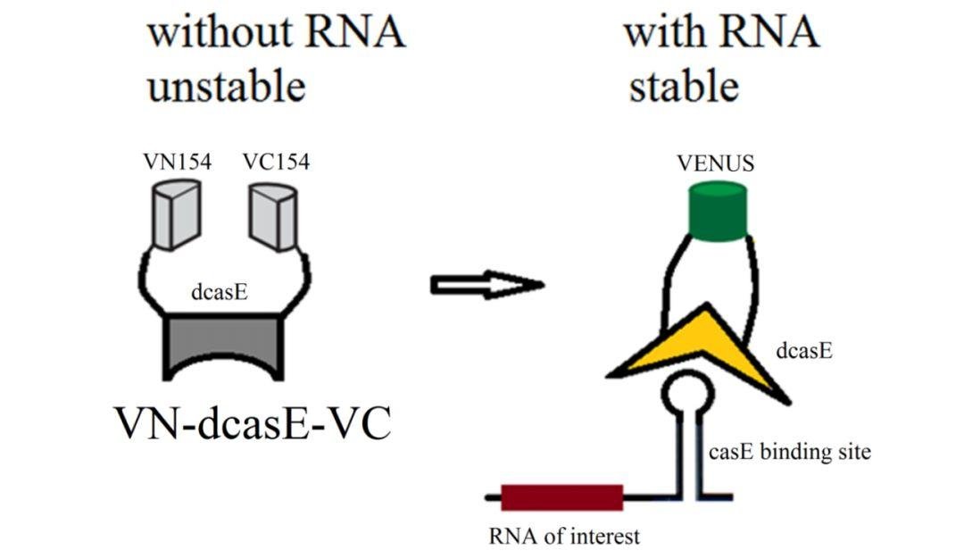 经历过人人喊打，韩春雨正式“复出”？