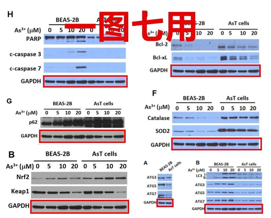 最新！PLOS ONE 及 Biology 要求所有投稿作者提供 WB 原始数据！