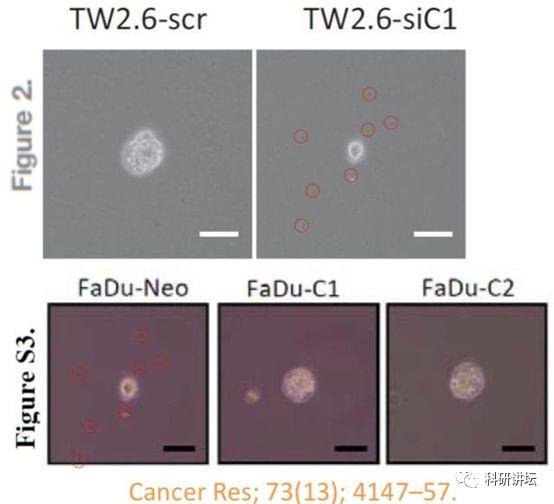 肿瘤学领域科学家杨慕华 5 篇论文被举报造假