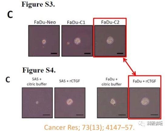 肿瘤学领域科学家杨慕华 5 篇论文被举报造假