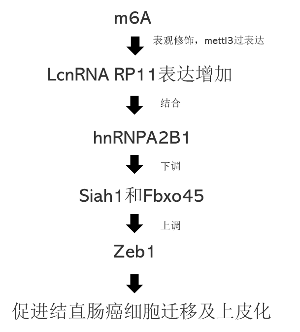 2019 年国自然两个热点研究方向（m6A、lncRNA）