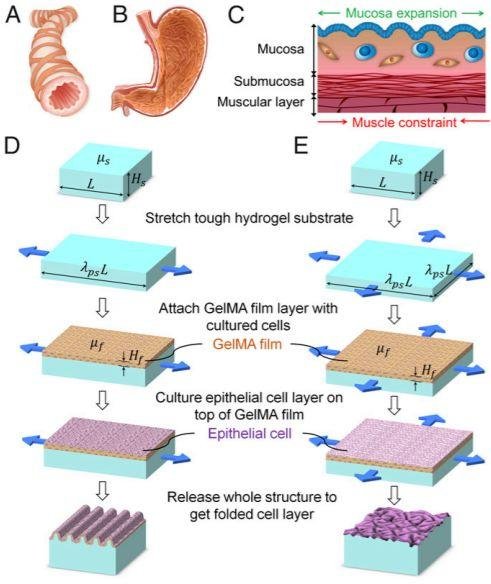 Science Advances (IF 11.51): 新任华人副主编 MIT 赵选贺教授