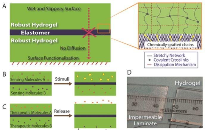 Science Advances (IF 11.51): 新任华人副主编 MIT 赵选贺教授