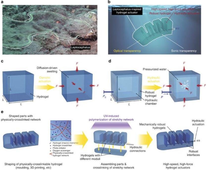 Science Advances (IF 11.51): 新任华人副主编 MIT 赵选贺教授