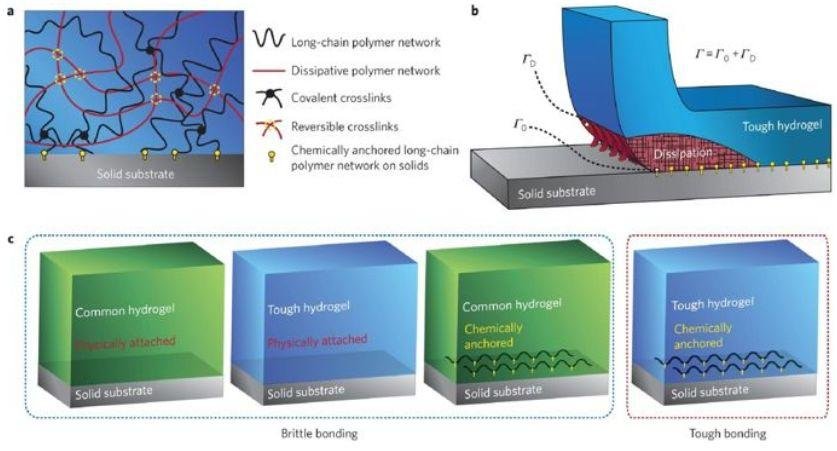 Science Advances (IF 11.51): 新任华人副主编 MIT 赵选贺教授