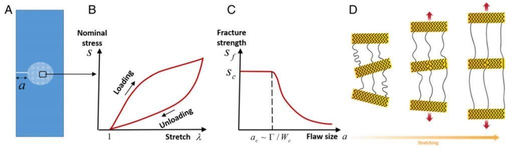 Science Advances (IF 11.51): 新任华人副主编 MIT 赵选贺教授