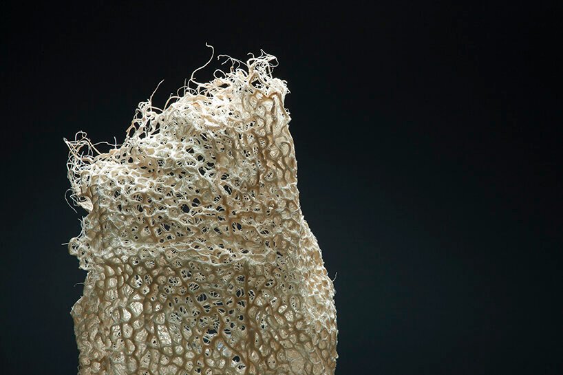 Zena Holloway 推出了一系列完全源自草根的生物设计 Zena Holloway 推出了一系列完全源自草根的生物设计