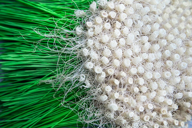 Zena Holloway 推出了一系列完全源自草根的生物设计 Zena Holloway 推出了一系列完全源自草根的生物设计