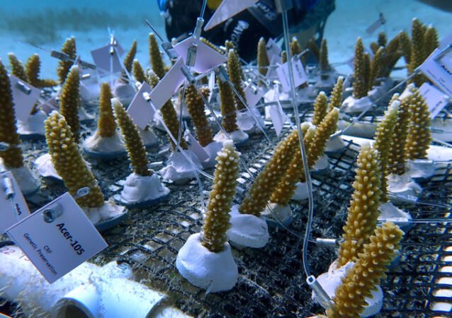 佛罗里达州附近的极端海洋高温已经消退。但对于海洋生物来说,危险依然存在 佛罗里达州附近的极端海洋高温已经消退。但对于海洋生物来说,危险依然存在