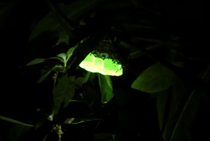 越南的纸黄蜂巢在夜间发光