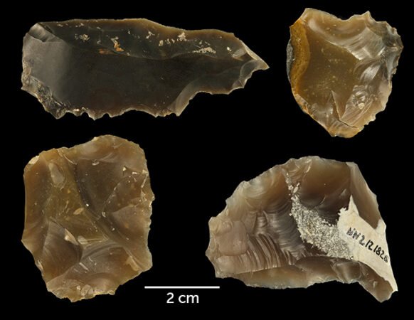尼安德特人是 125,000 年前第一批将森林变成草原的原始人 尼安德特人是 125,000 年前第一批将森林变成草原的原始人