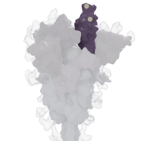 冠状病毒刺突蛋白的 3D 渲染，其中受体结合域以深紫色突出显示