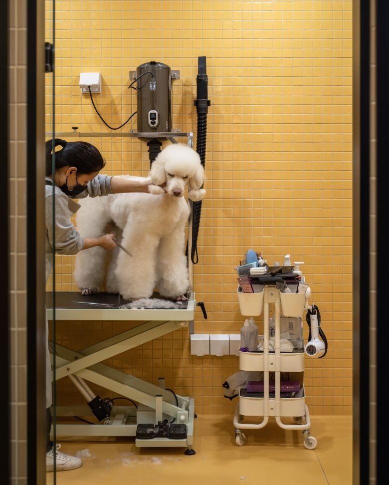 Paw Day 是您心爱的毛茸茸朋友的一站式商店