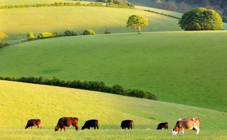 Alekseevsky 奶酪工厂 by uniqorn