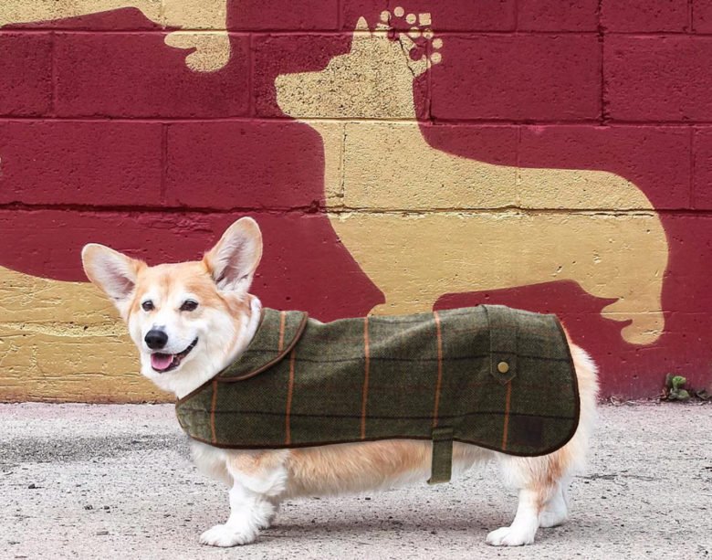 Interabang 的柯基烈酒