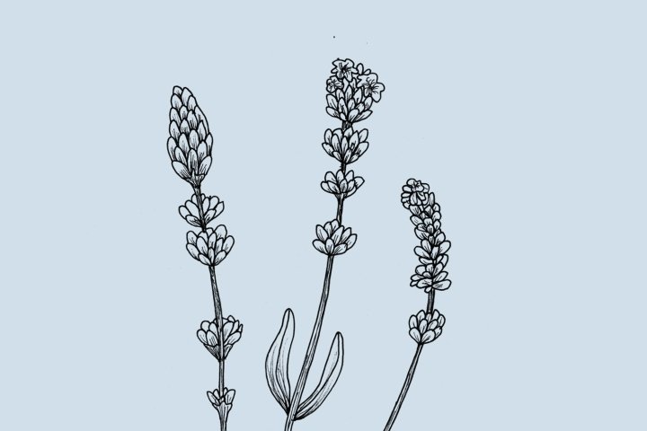 克莱尔·哈特利 (Claire Hartley) 的森林与海岸包装