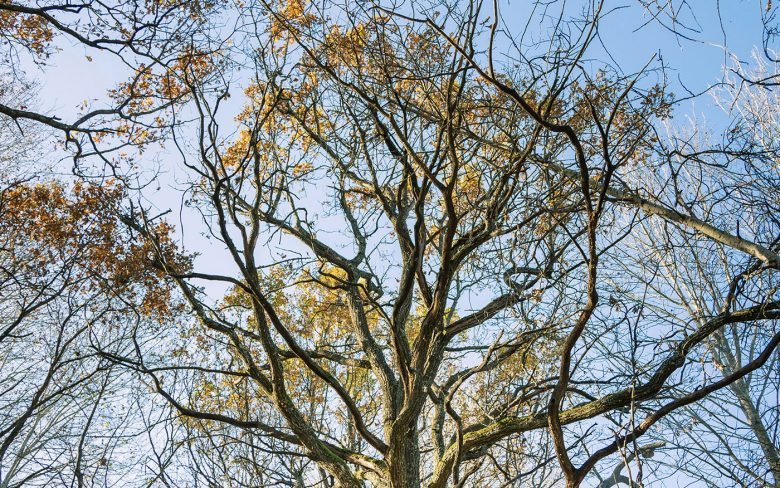 Frangula 蜂蜜，作者：Firuz Kurbonzodski