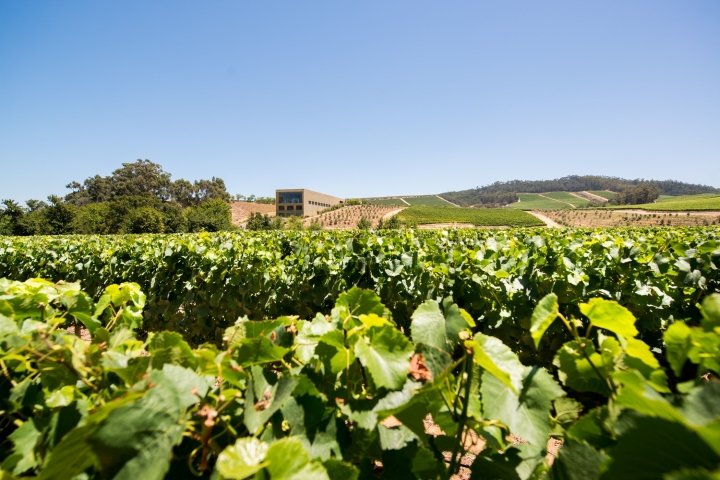 Glenelly 餐厅、品酒室和玻璃博物馆由 Inhouse Brand Architects 设计，南非斯泰伦博斯