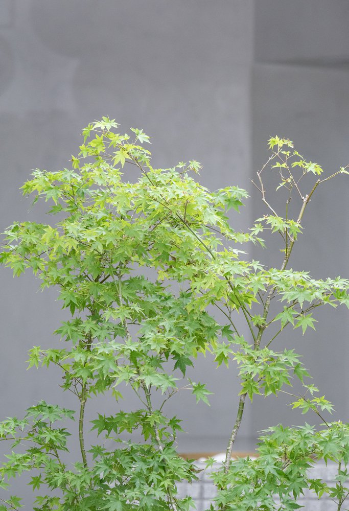 Tomas Mielnikowicz 的 JISU 特色咖啡馆